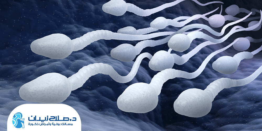 التفتيش الميكروسكوبي لعلاج صفر الحيونات المنويه