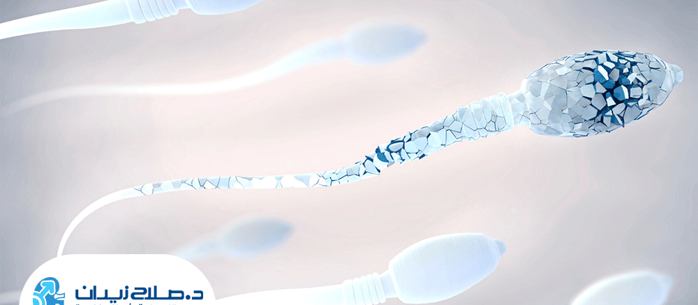 علاج ضعف الحيوانات المنويه