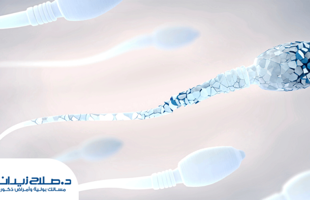 علاج ضعف الحيوانات المنويه